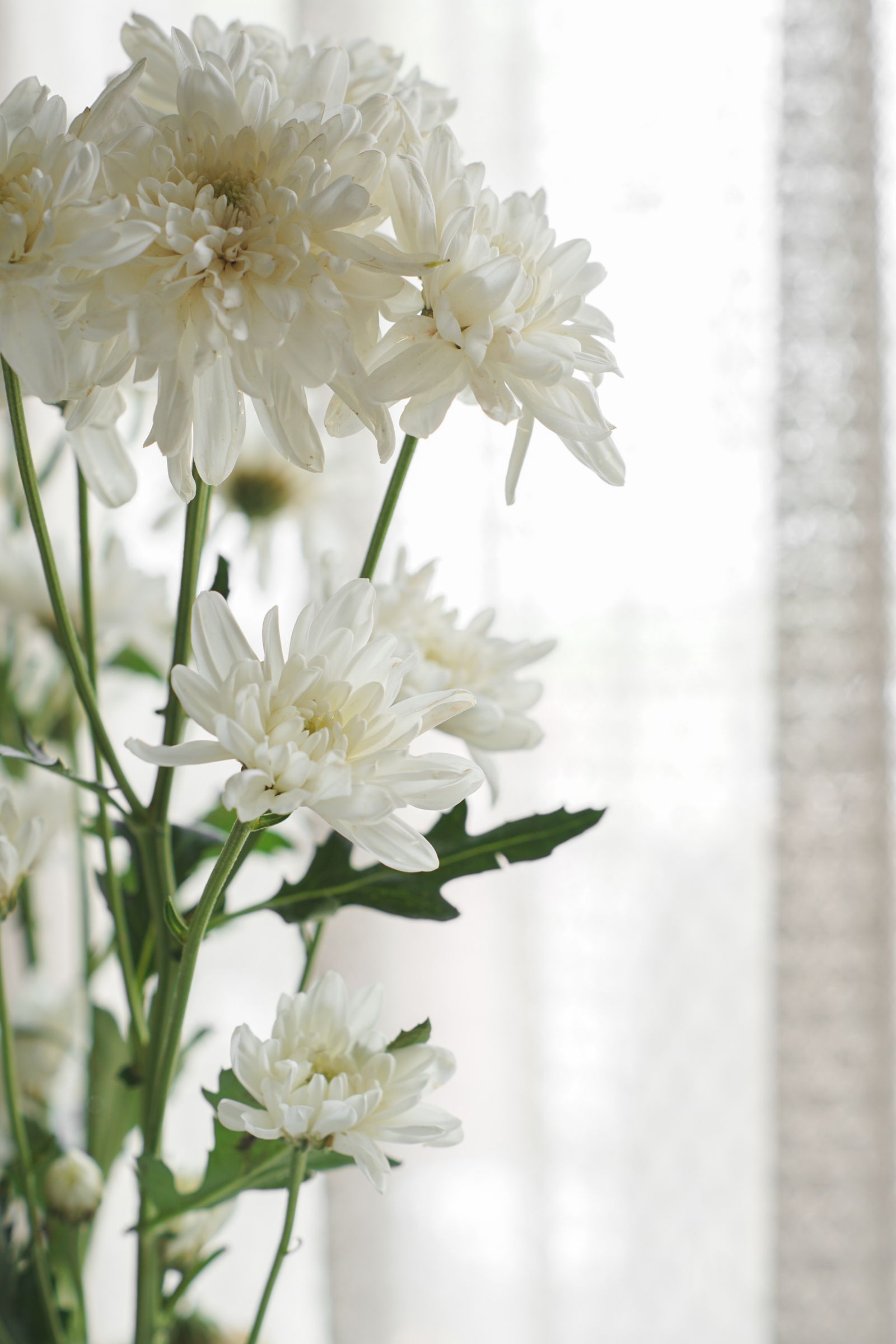 窓辺に生けられた白菊