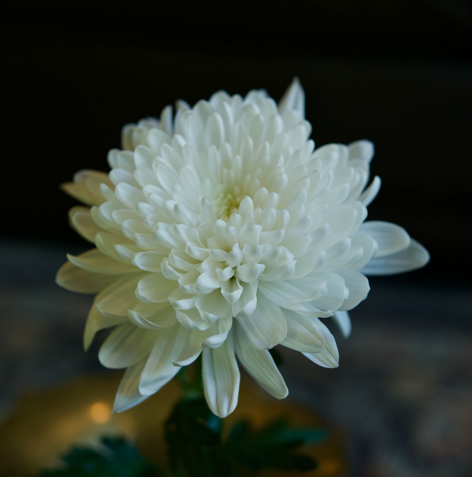 一輪の白菊